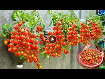 How To Grow Tomatoes On The Wall Simple High Yield Without A Garden