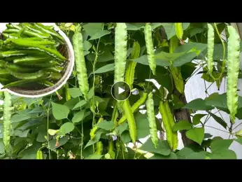 Growing Winged Beans from Seeds || No dig gardening