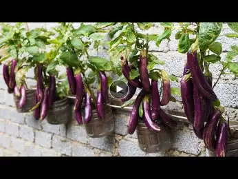 How To Grow Eggplant Along The Wall With High Yield For Those Who Do Not Have A Garden