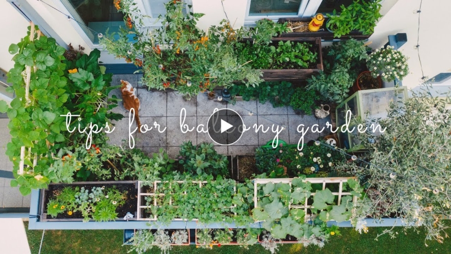 #28 Essential Tips for Starting a Balcony Vegetable Garden | Urban Gardening