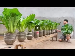 The miracle of recycling plastic waste into a beautiful, unique vegetable garden