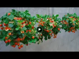 easy and quick way to grow strawberries hanging in plastic baskets for lots of fruit