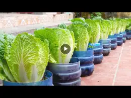No need for a garden, grow napa cabbage right in the yard to provide for the family