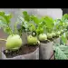 Techniques to grow kohlrabi in plastic bottles, Grow vegetables for free