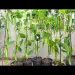 The secret to growing cucumbers from root to top | Grow cucumbers fast for harvest
